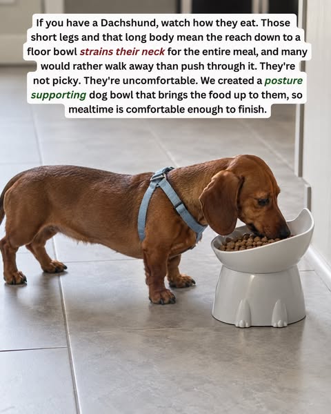 Orthopedic Bowl