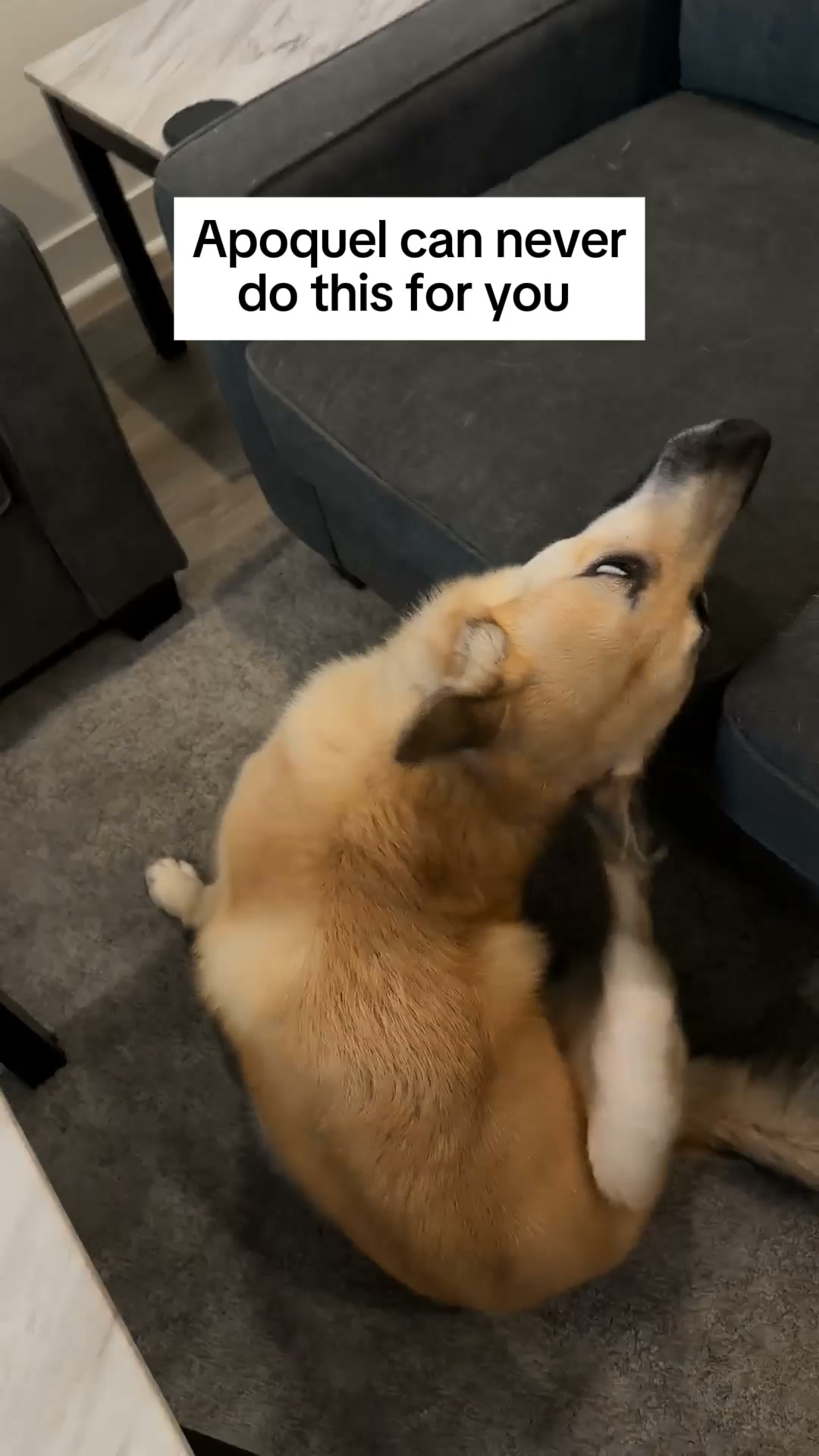 My dog stopped itching, the natural way