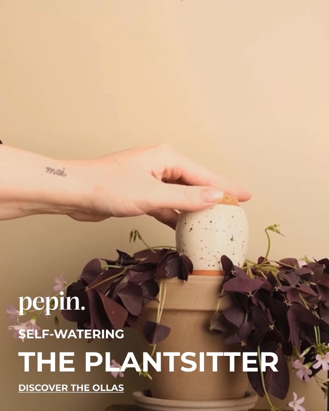 Plants that water themselves