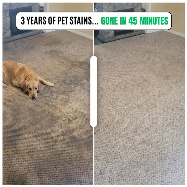 Animal Shelters Use This to Erase Stains & Odors