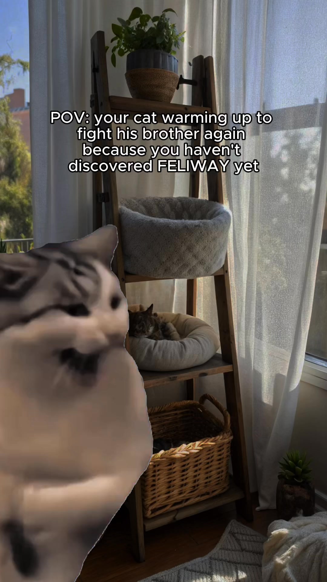 Discover cat calm with FELIWAY