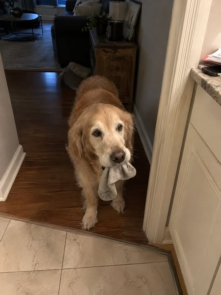Why I Cancelled My Dog's $7,200 Knee Surgery