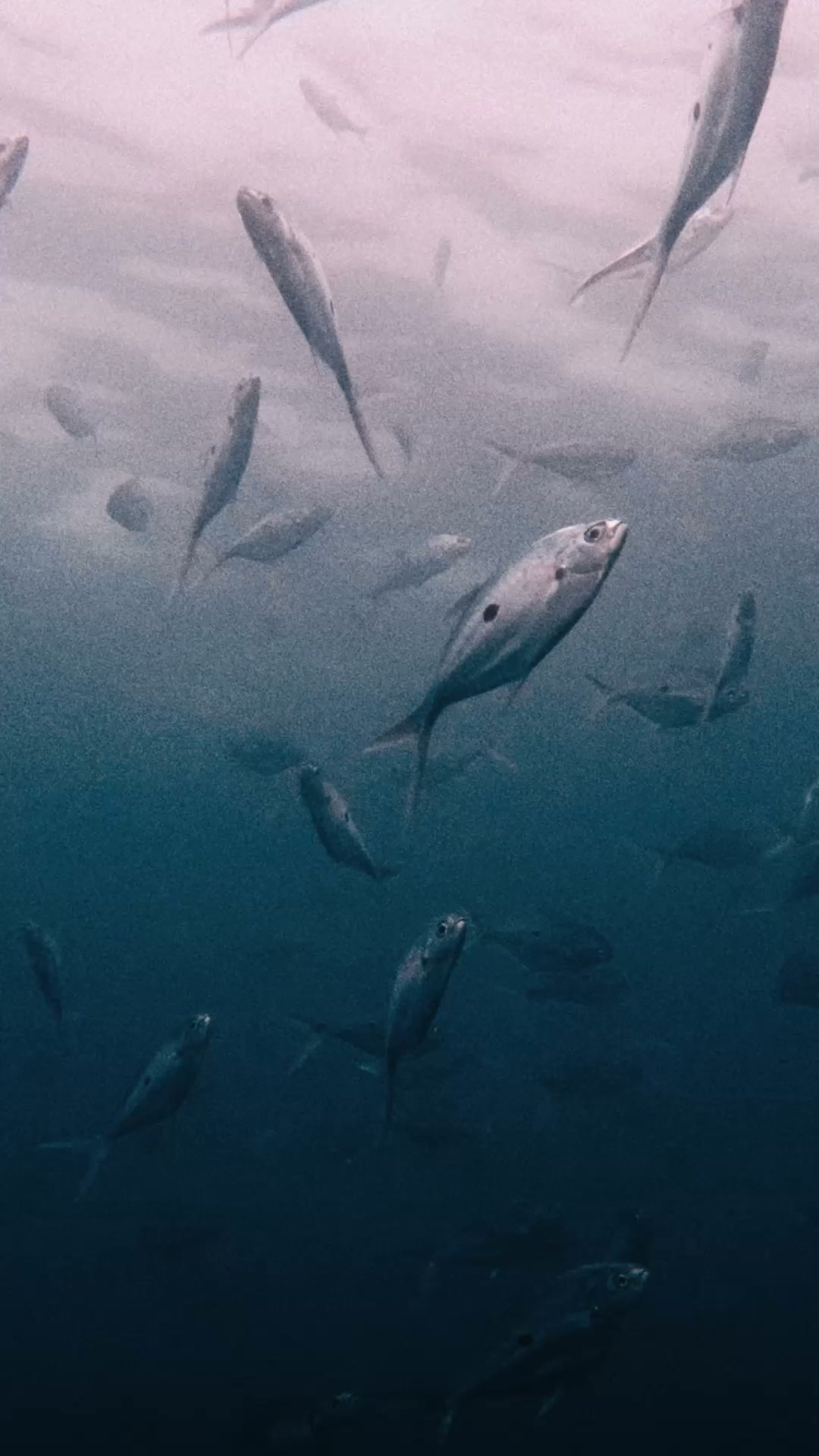 The smart omega-3, straight from algae