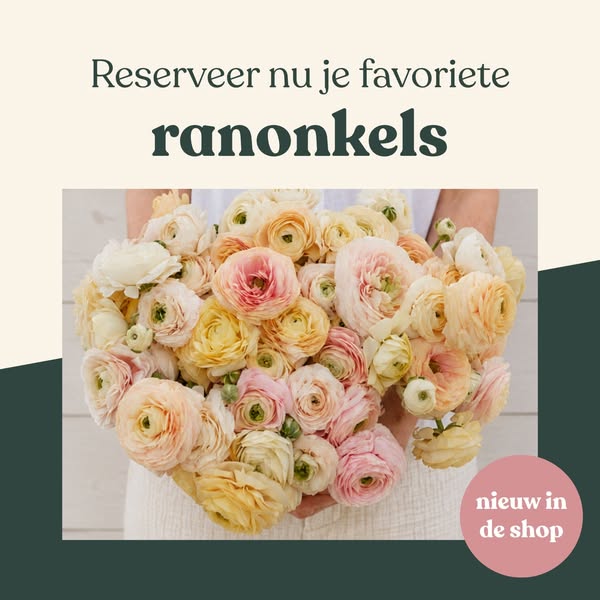 Ontdek onze ranonkels
