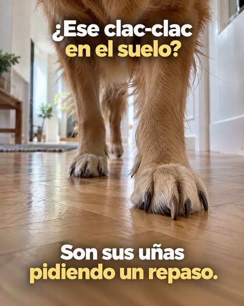 ¿Oyes sus uñas en el suelo?