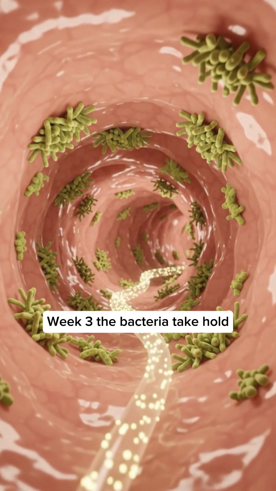 Support Healthy Digestion Naturally