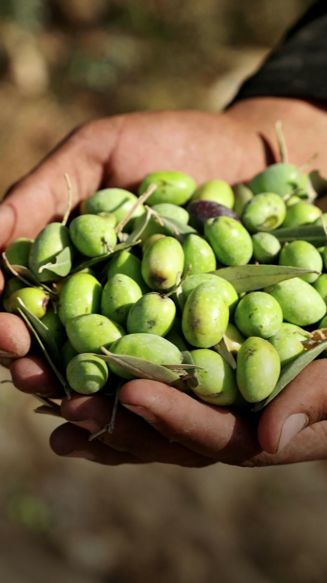 From Olive to Oil. Nothing Added, Nothing Hidden.