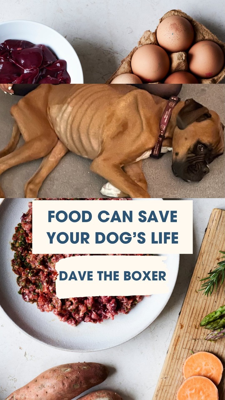 Anúncio de The Dog Nutritionist