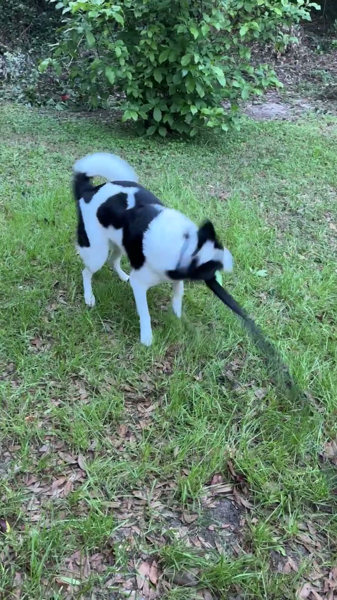 50% OFF Best-Selling Bungee Tug Toy
