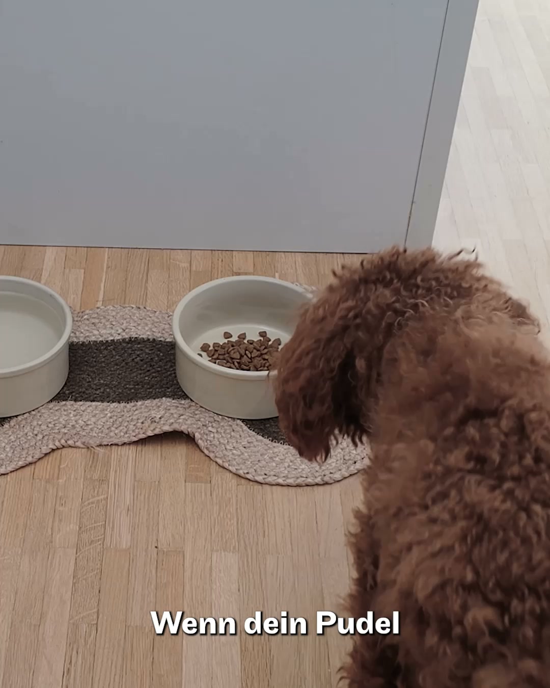 Speziell für Pudel & Doodles