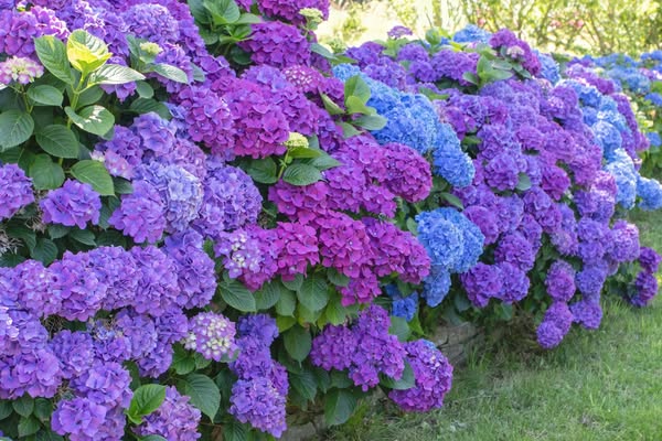 Essential Hydrangea Species You Need to Know