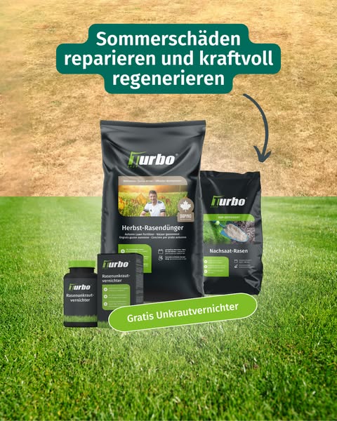 Rasen nach dem Sommer retten