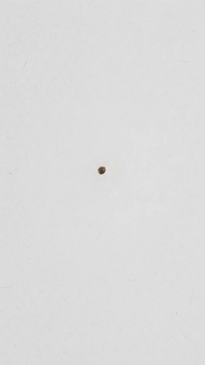 Anúncio de Lycium Serum Indonesia