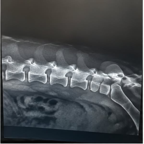 Five Years Of A Nightly Joint Chew Didn’t Protect My Dog’s Spine.