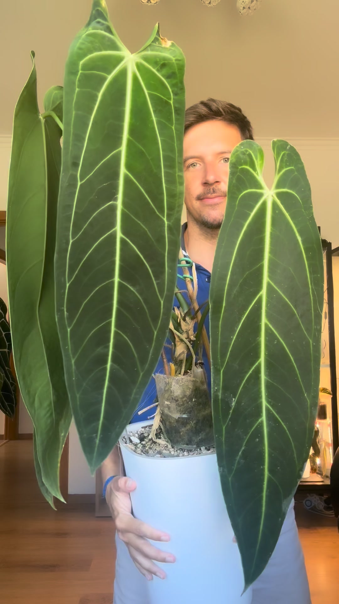 Revolutionize Your Plant Care Routine Today!