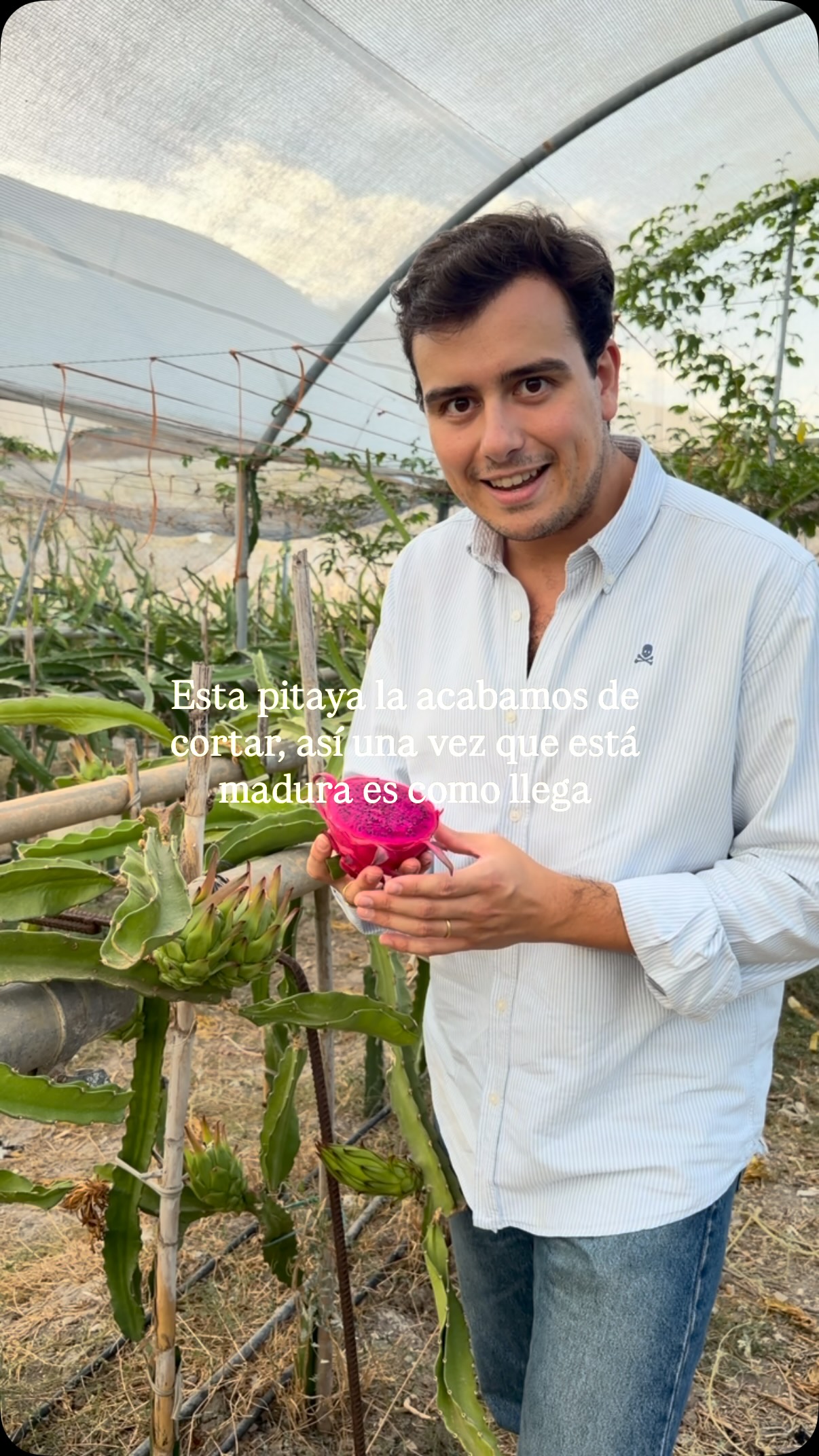 Pitaya roja + envío GRATIS