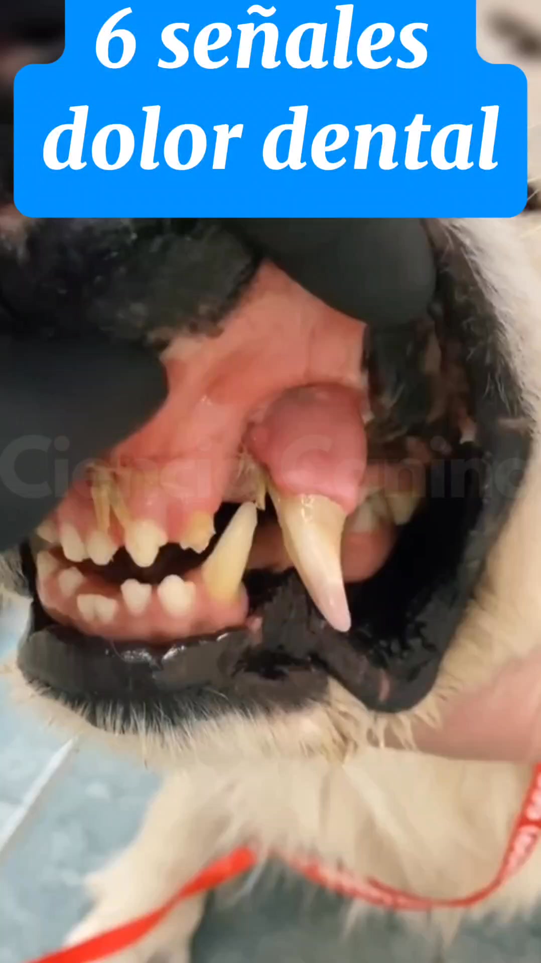 Lee si tu perro no te deja cepillarle los dientes