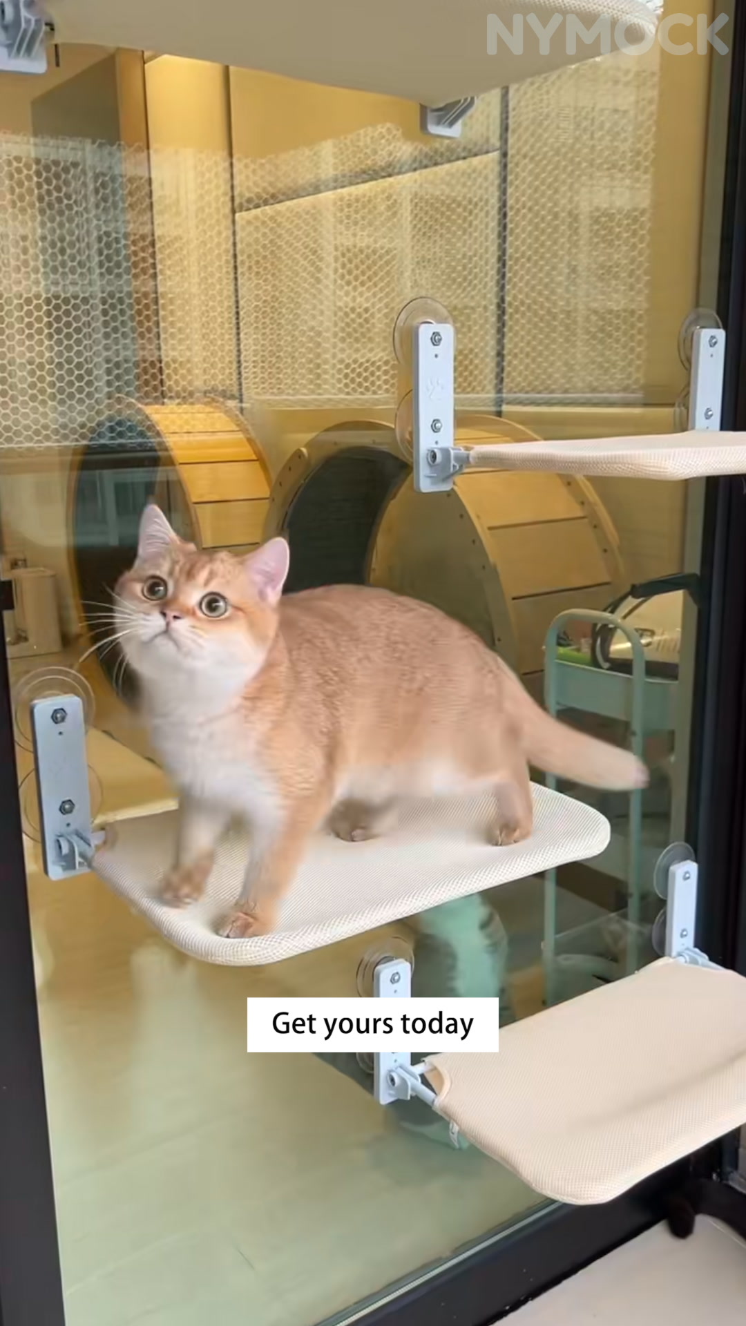 #1 Cat Product Of The Year