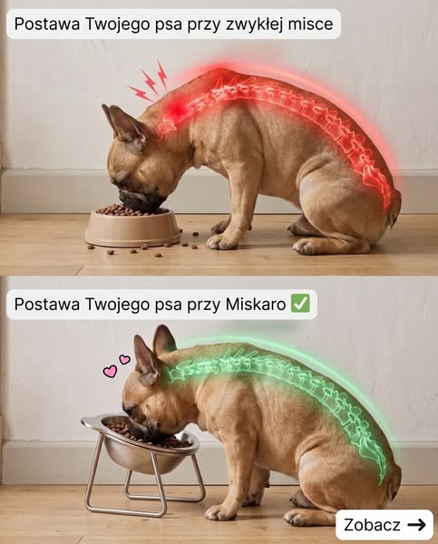 To miska, nie jedzenie.