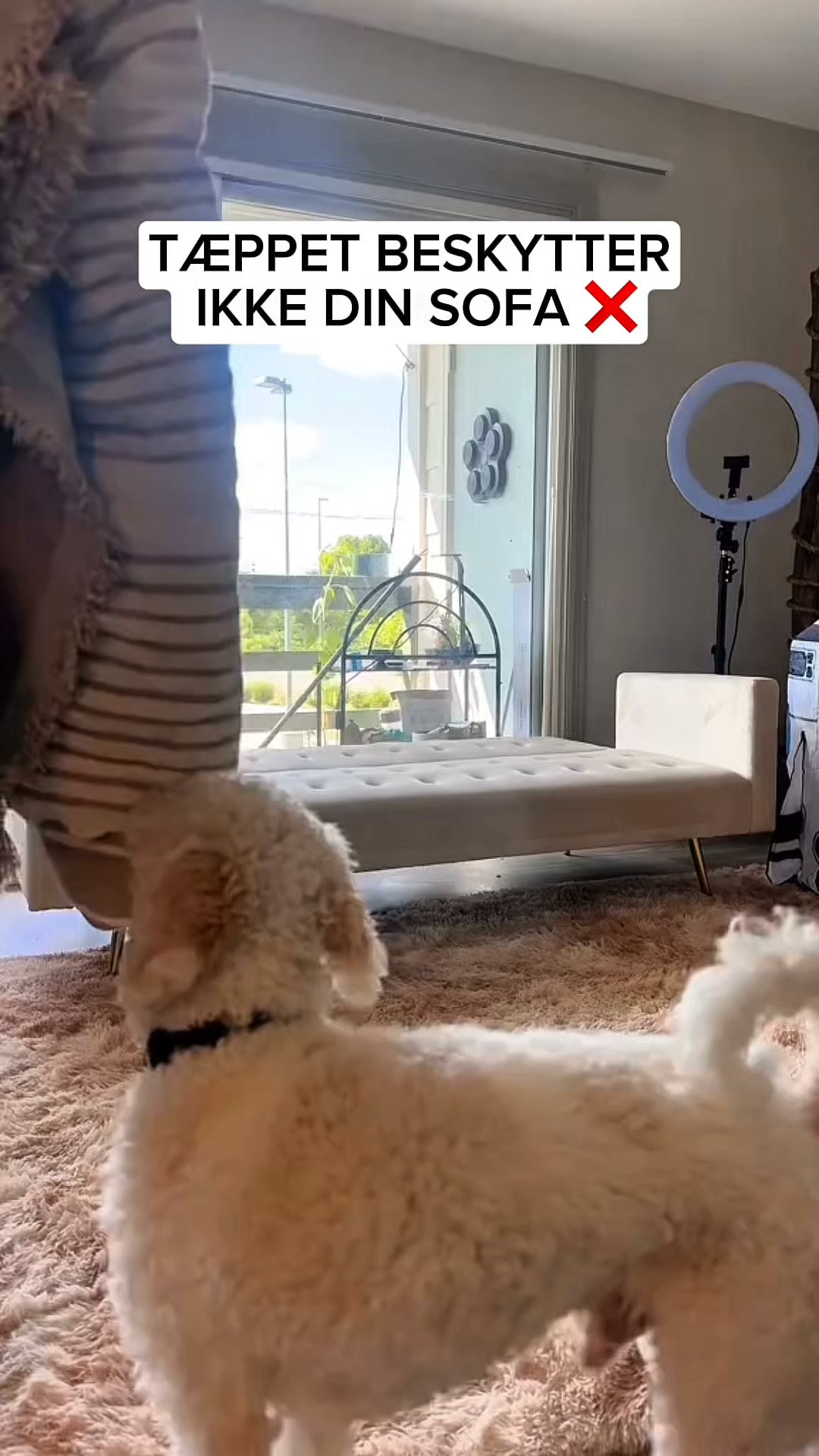 Hund i sofaen? Se denne