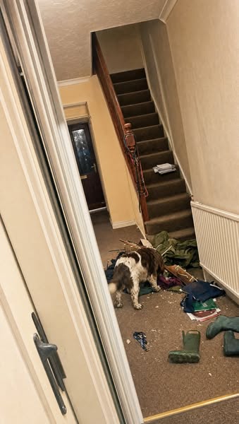 Term started, the clocks went back, and my Springer had the coat rack down in a week