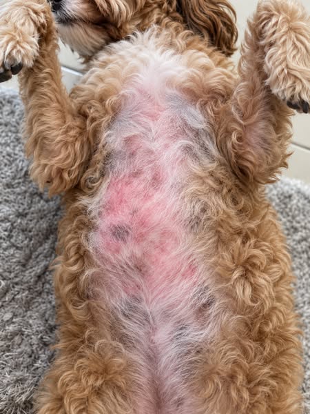 Read this if nothing is stopping your dog's itches.