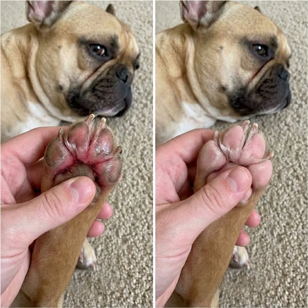 Support Your Dog's Natural Gut Defense