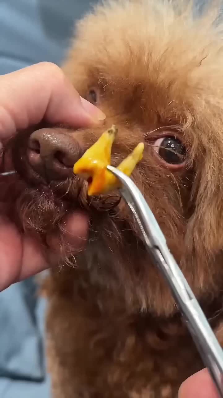 Pet Dental Tartar Care Spray
