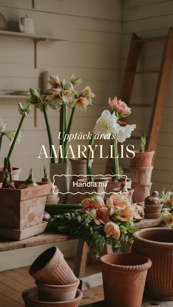 Amaryllis