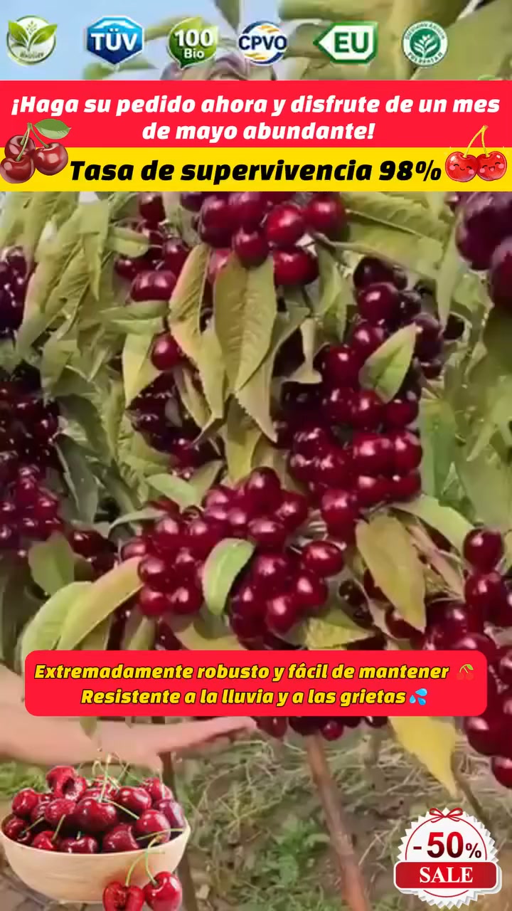 ¿Poco espacio en casa? Prueba las plántulas de cerezo gigante dulce sin semillas para maceta o jardín!