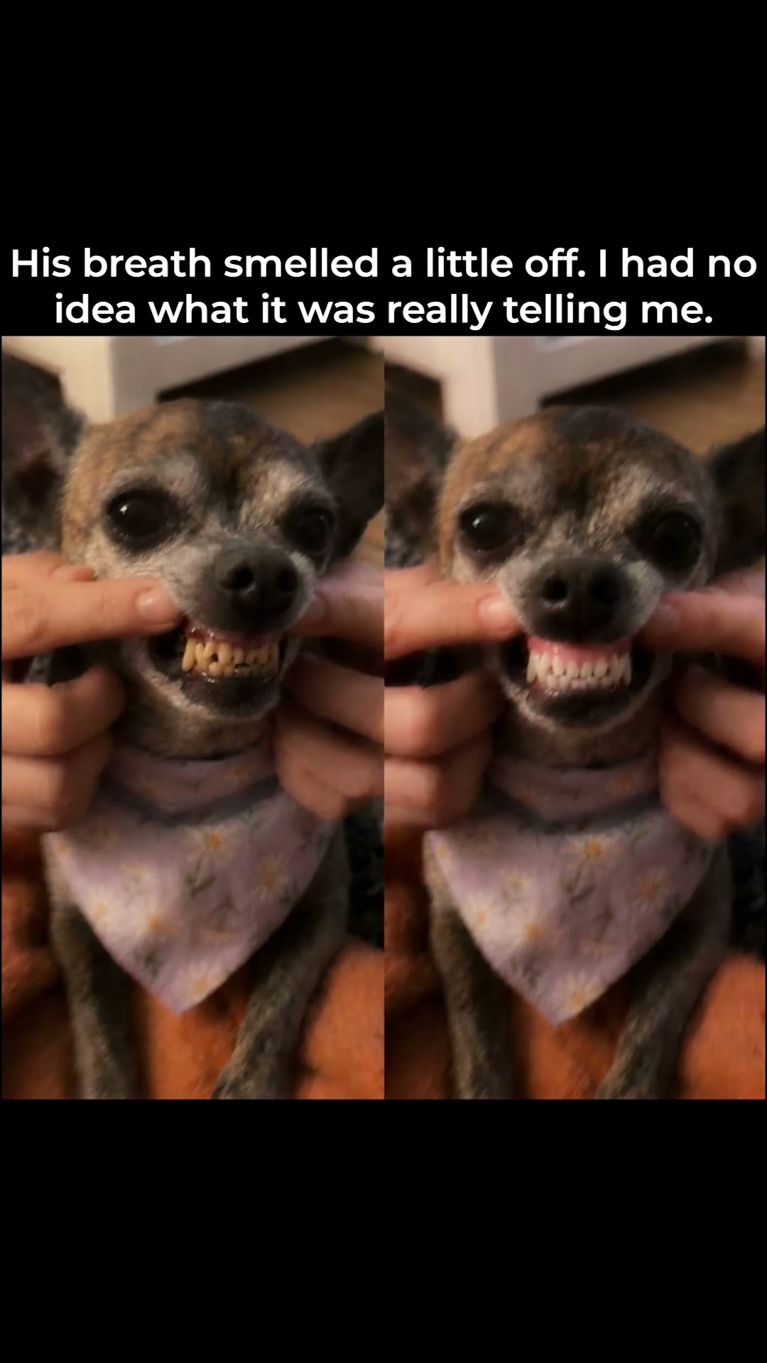 The Shocking Truth About Dog Breath
