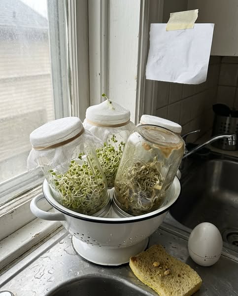 Why My Sprout Jars Did Nothing