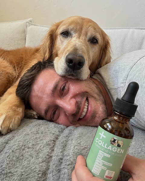 5 reasons dog collagen