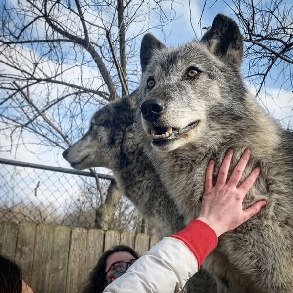 The silent deficiency in dogs no one talks about...
