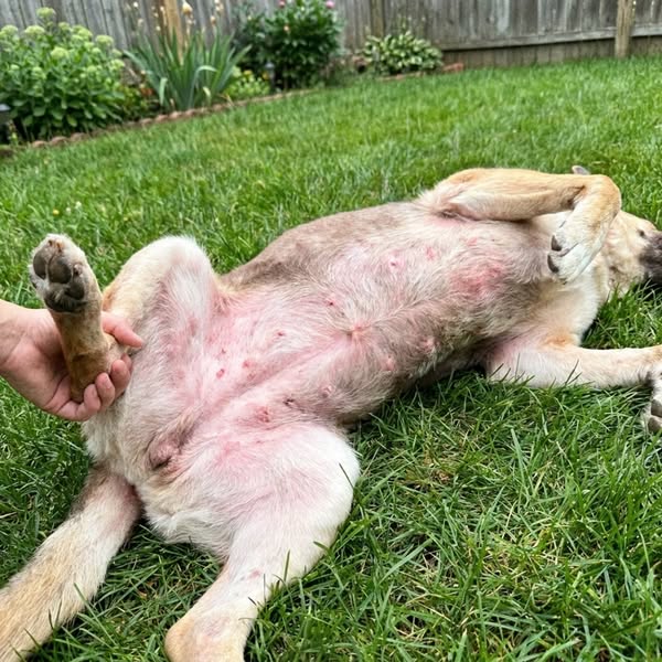 Bear Died At 8. Bodhi Started Doing The Same Thing