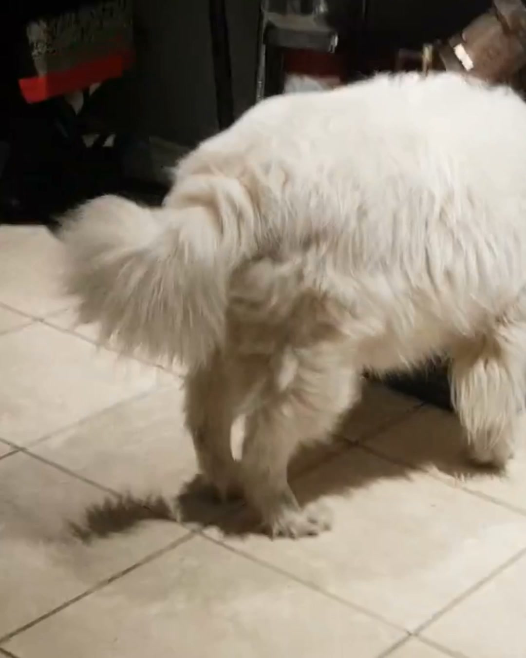 Stop Your Dog's Hind Leg Decline Today​