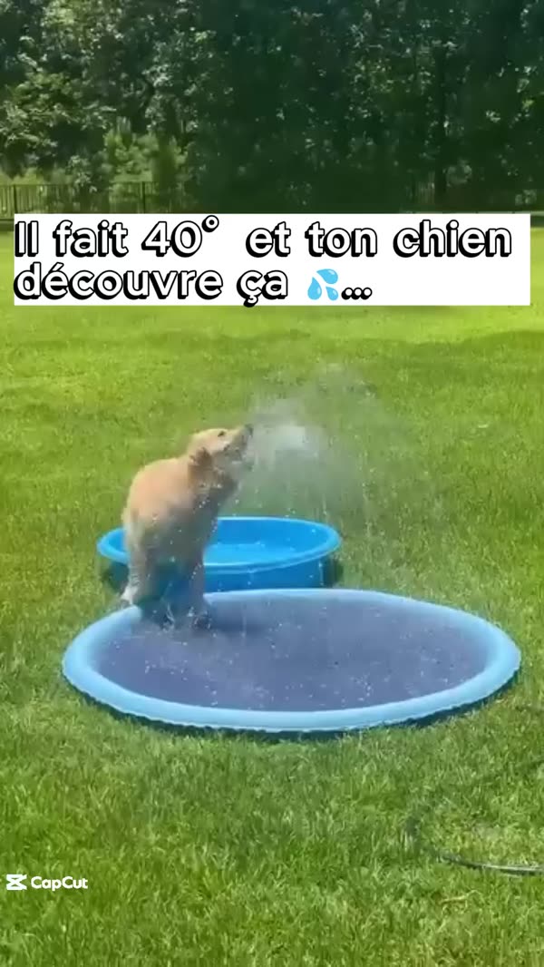 Canicule = danger pour votre chien