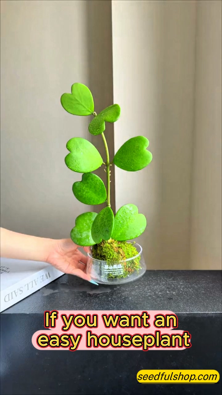Anúncio de SeedfulShop.Magic