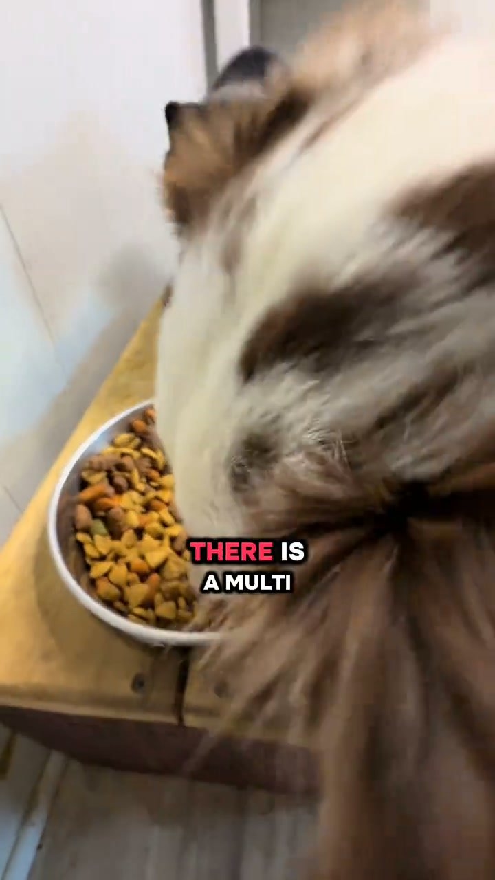 Soothe Your Dog’s Itchy, Smelly Ears