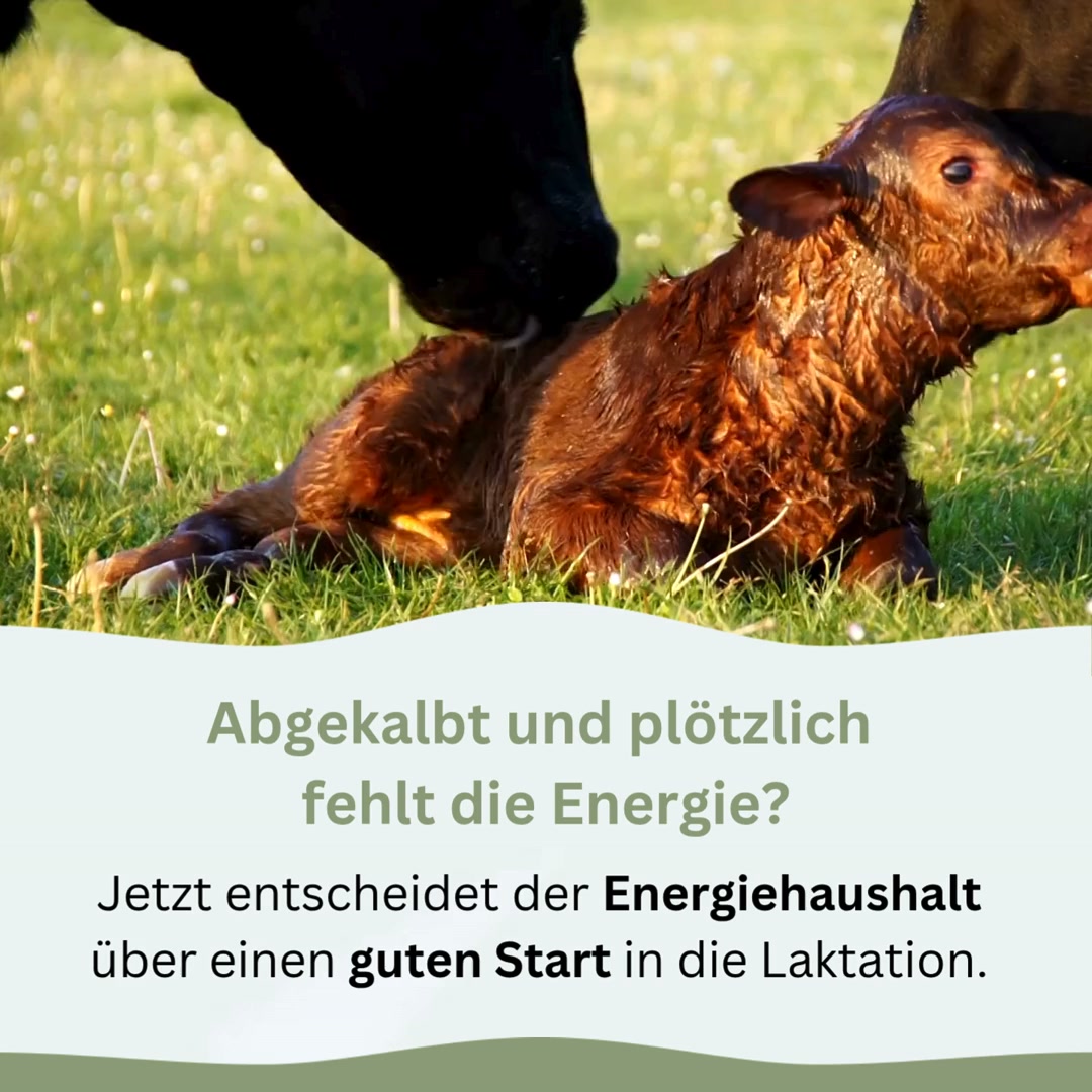 Energie, wenn sie besonders zählt