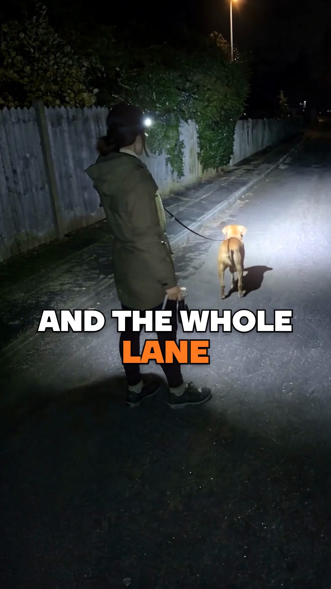 Your evening dog walk, fully lit