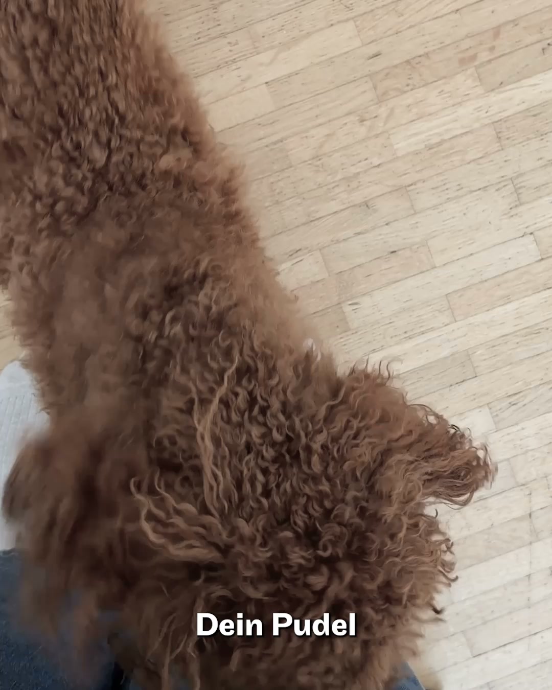 Speziell für Pudel & Doodles