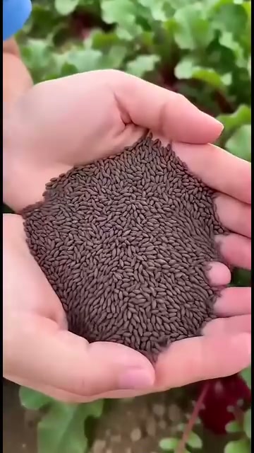 Pineapple Radish Seeds