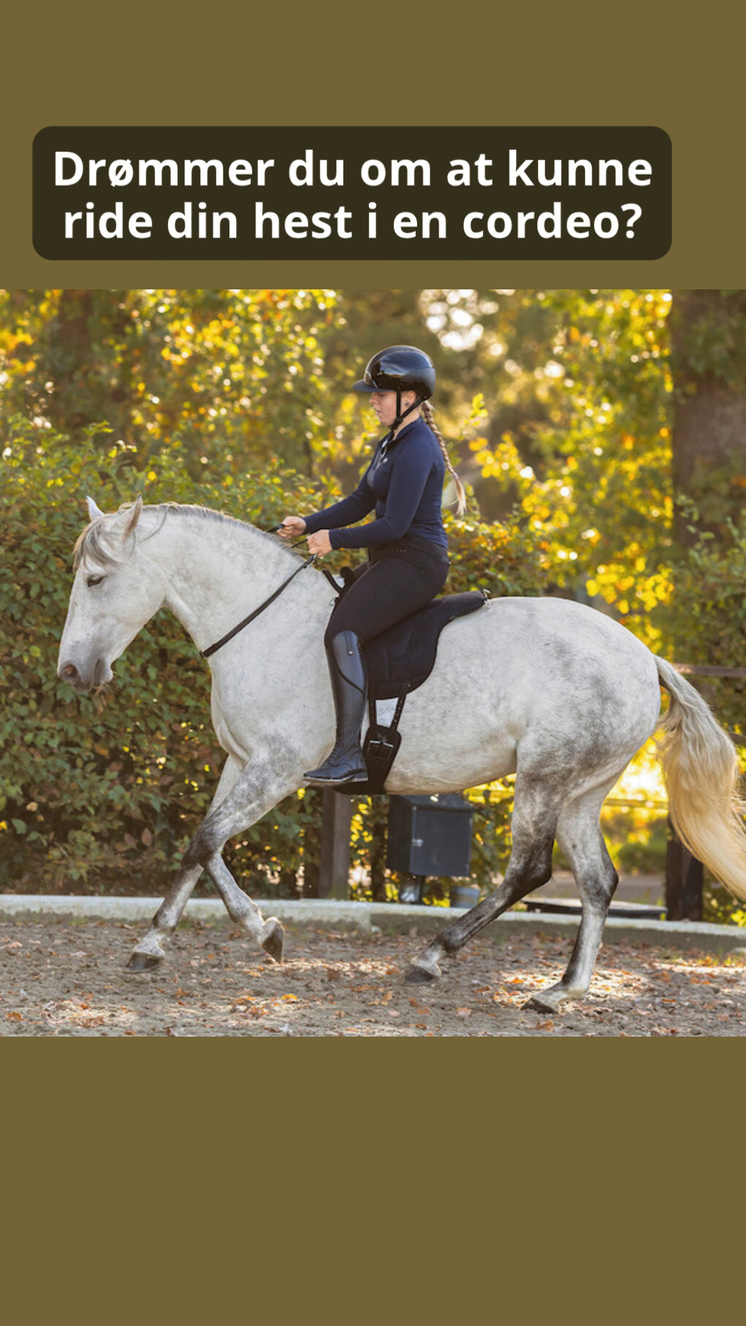 Anúncio de Contact Saddlery