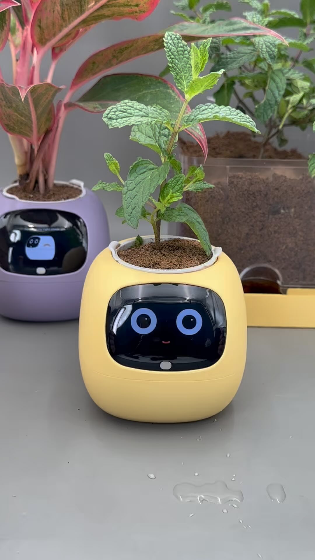 Anúncio de IvyPlantsio