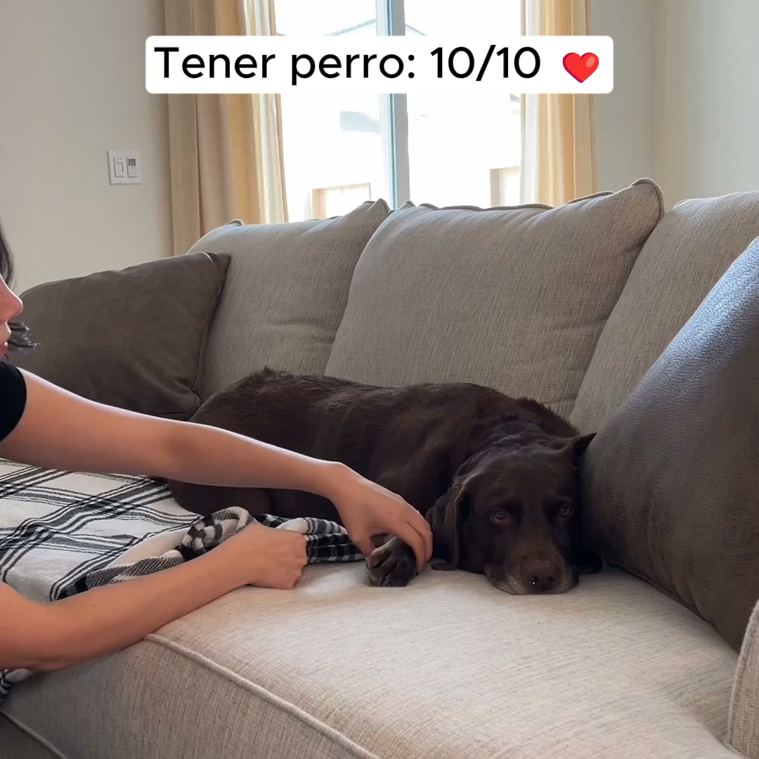 Protege tu Sofá