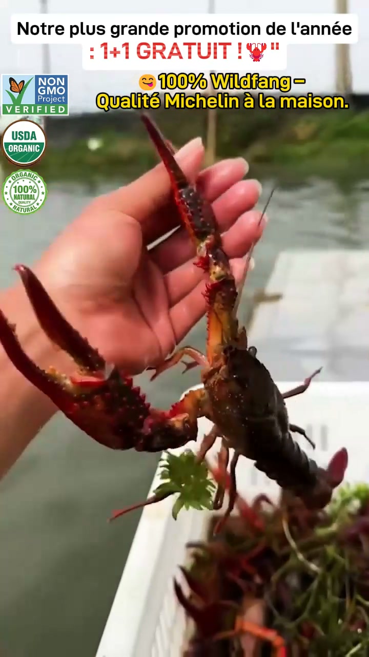 Queues de Homard Royales Prêtes à Consommer : -50 % Immédiats | Arrivage Frais Ultra-Limité