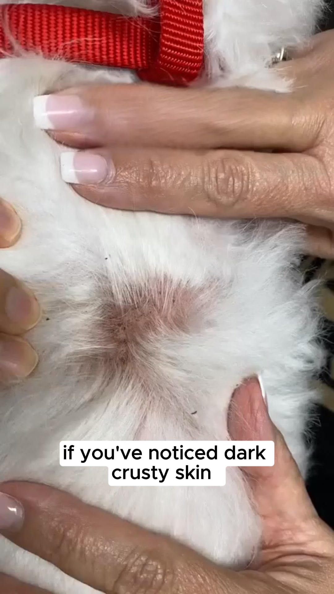 Vet-Recommended Itch Relief