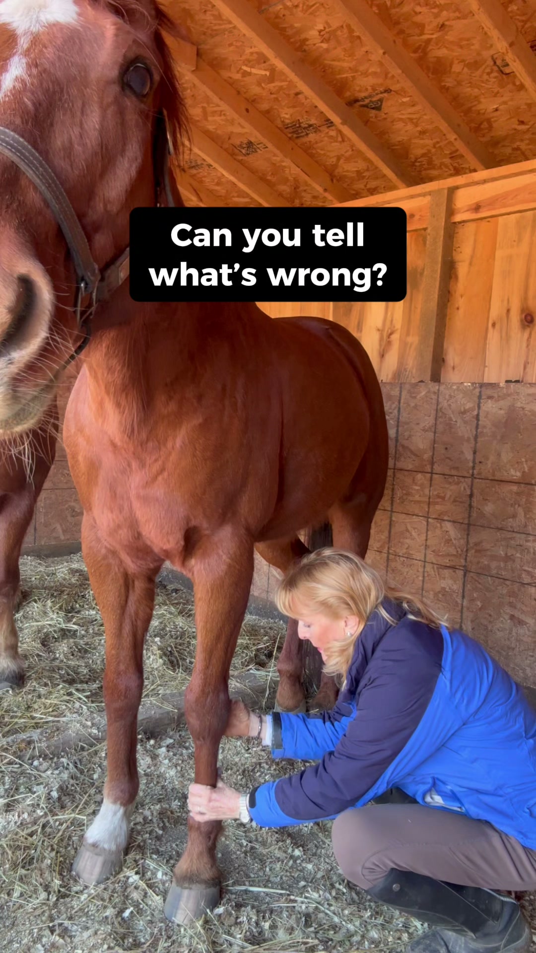 EquiOptimus Horse Inflammation Detector (Upgraded System)