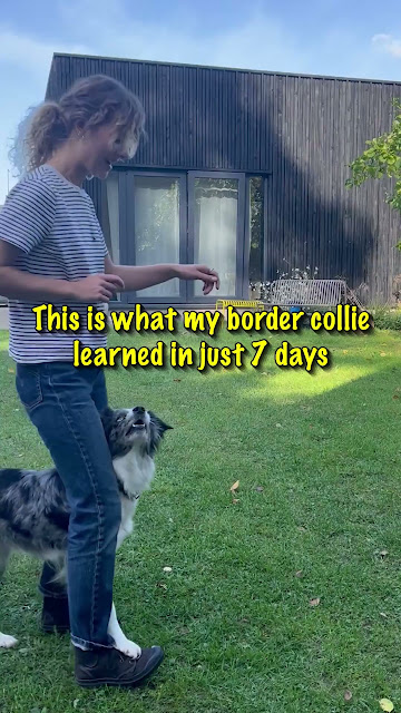 Get the revolutionary dog training book!